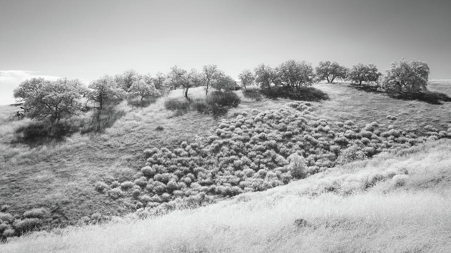 Backlit Oaks and Grasses - Infrared Photograph by Alexander Kunz
