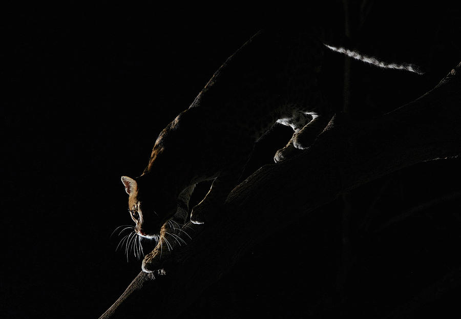 Backlit Ocelot Photograph by Wade Aiken