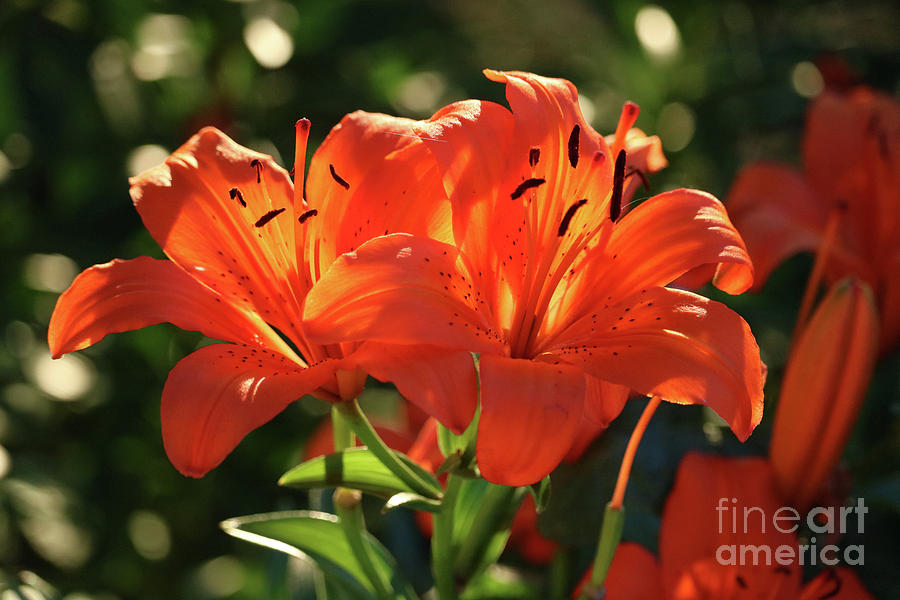 Backlit Orange Lilies Photograph by Carol Groenen