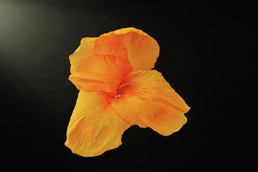 Backlit Orange Petals Photograph