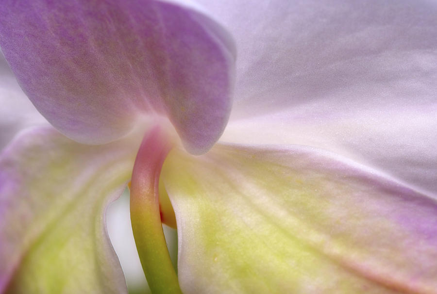 Backlit Orchid Photograph by Michael Hubley