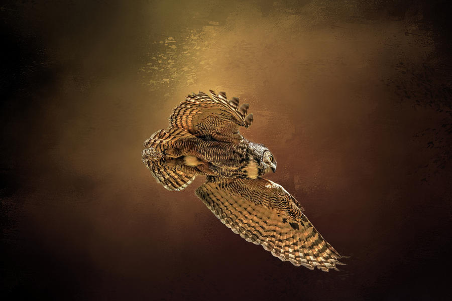 Backlit Owl Photograph by Donna Kennedy