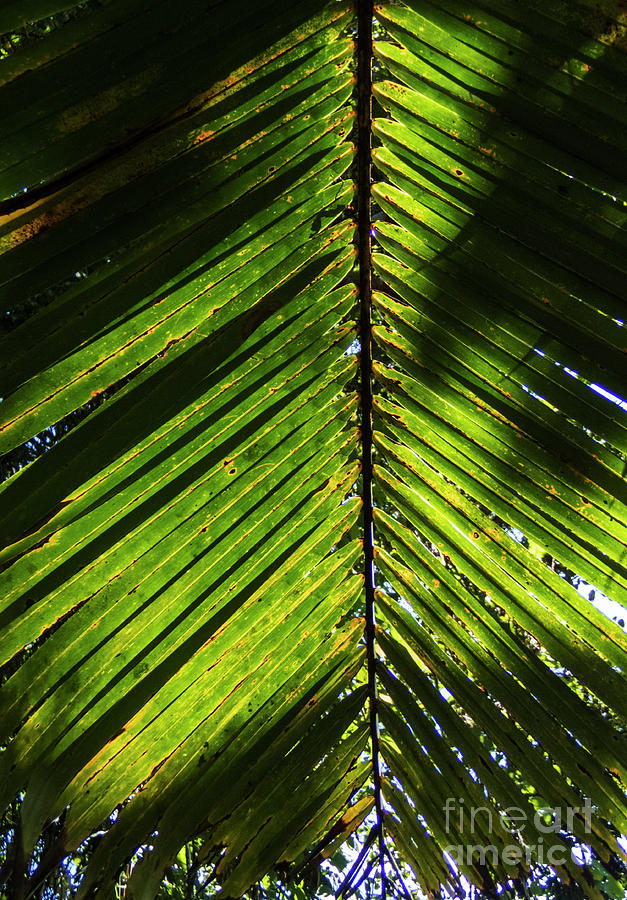 Backlit Palm Leaf in Jamaica Photograph by David Oppenheimer