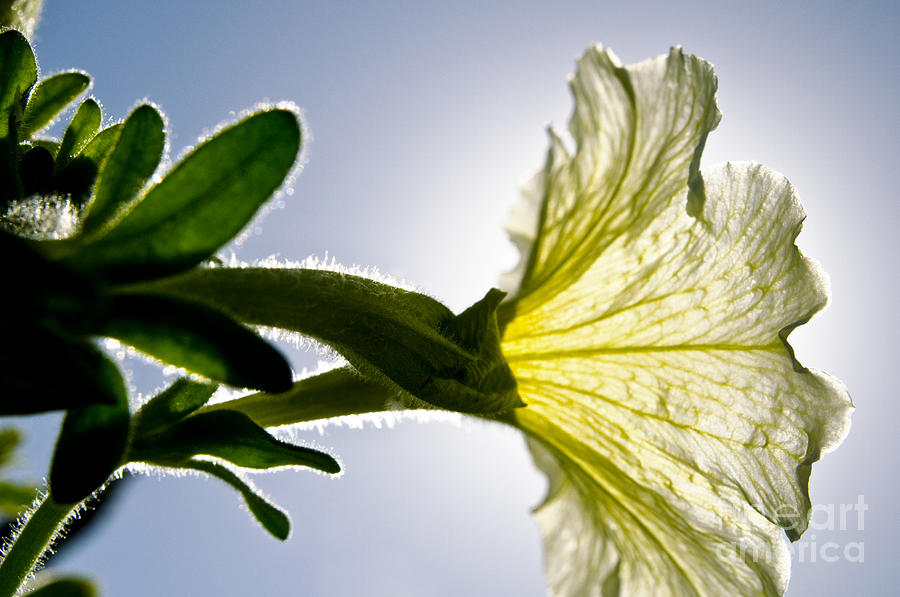 Backlit Petunia Photograph by Ray Laskowitz - Printscapes