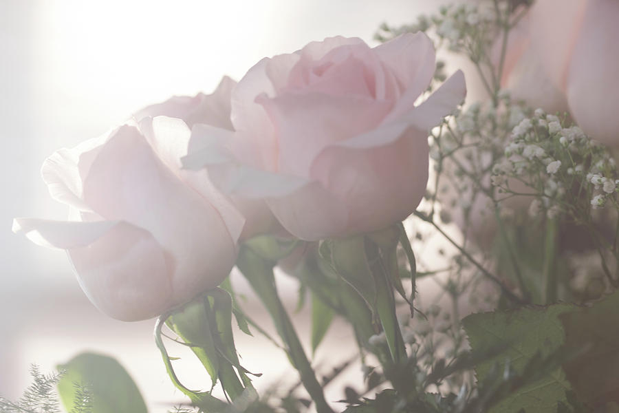 Flower Photograph - Backlit Pink Roses by Joni Eskridge