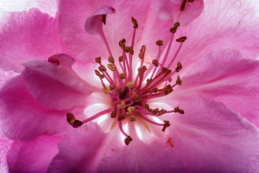 Spring Photograph - Backlit pink spring flower by Vishwanath Bhat