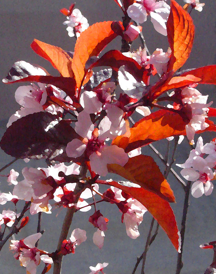 Backlit Pink Tree Blossoms Painting by Amy Vangsgard