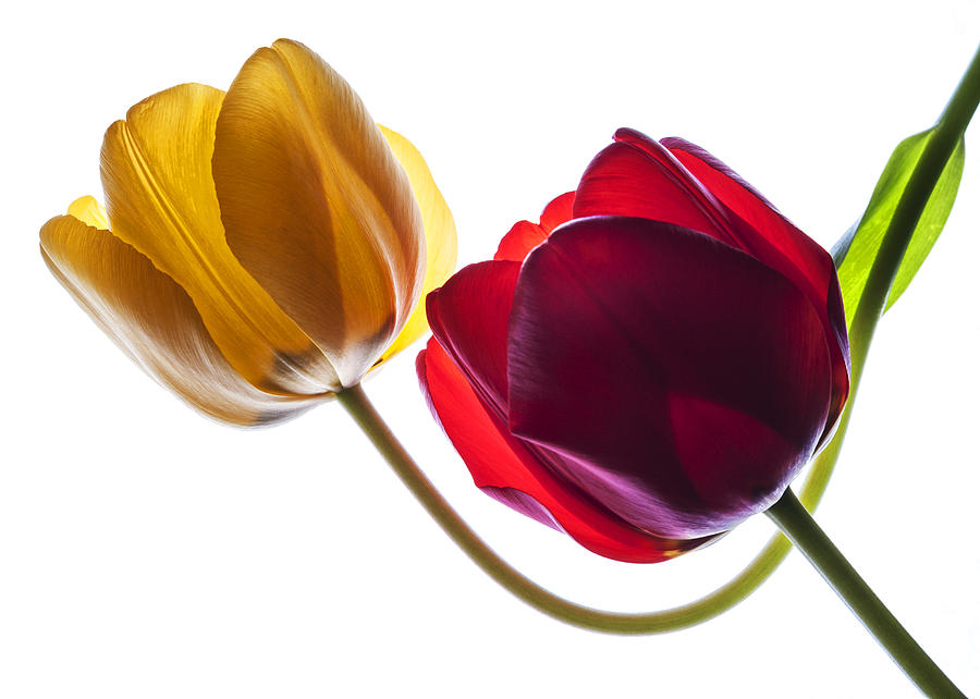 Backlit red and yellow tulip on white Photograph by Vishwanath Bhat
