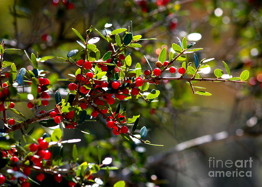 Backlit Red Berries Photograph by Carol Groenen