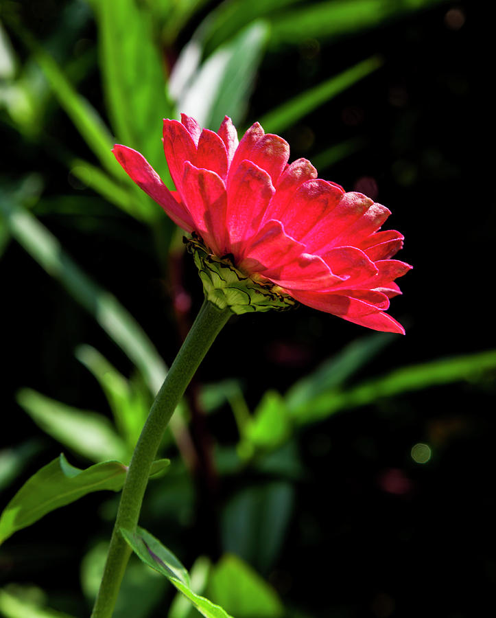 Backlit Red Flower Photograph by Robert Ullmann