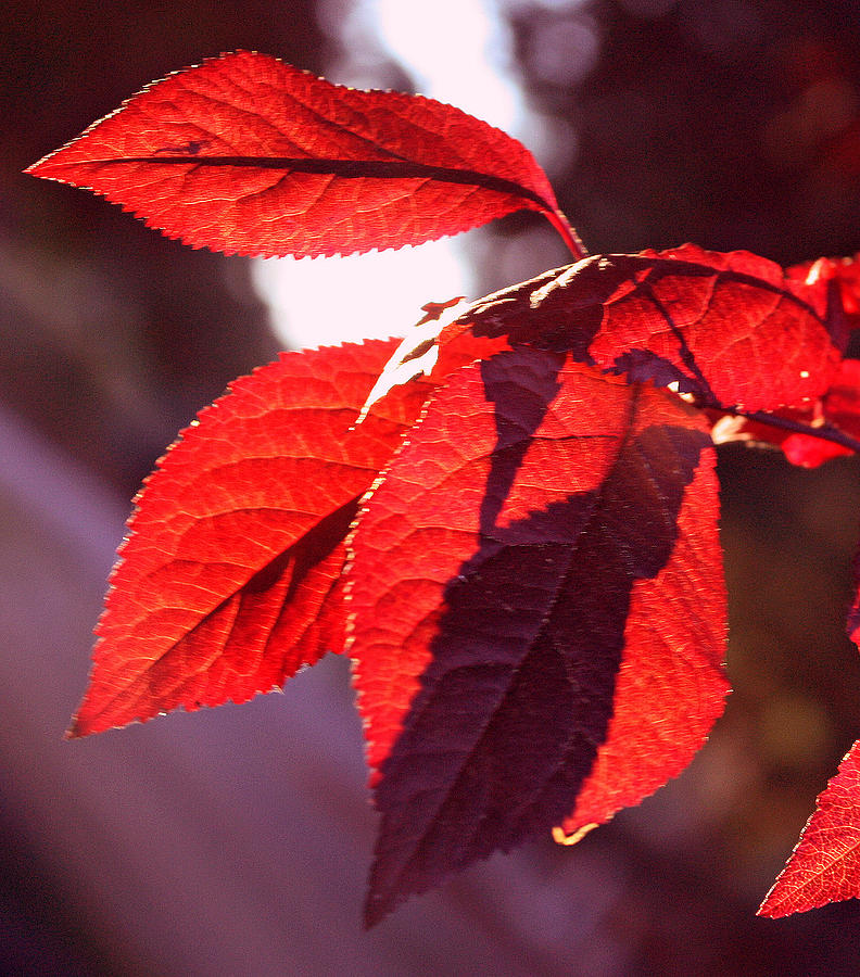 Fall Photograph - Backlit Red Leaves by Kami McKeon