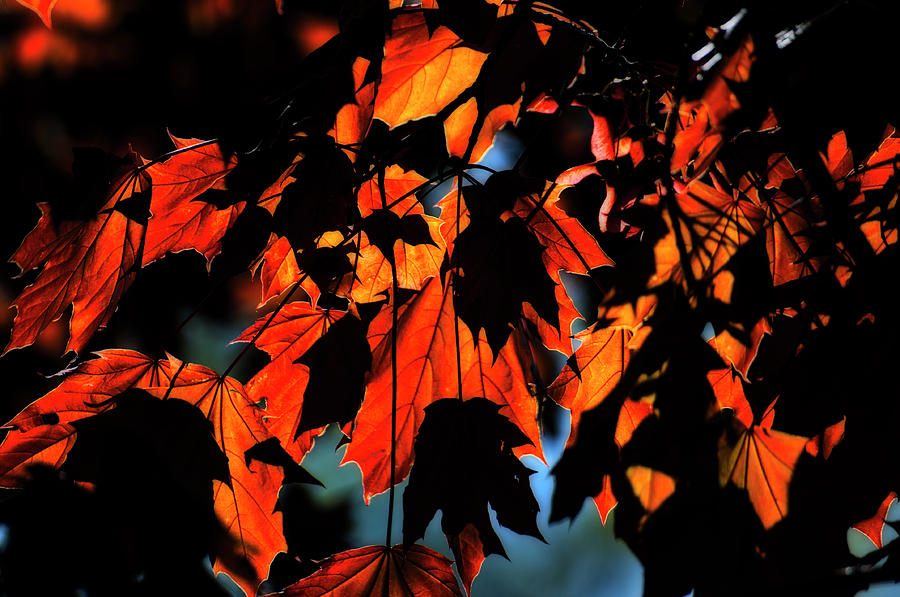 Backlit Red Maple Photograph by Ross Powell
