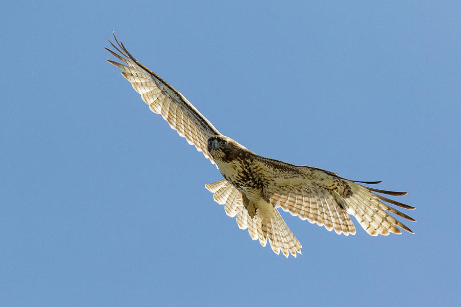 Backlit Red Tailed Hawk on the Hunt Photograph by Tony Hake | Fine Art ...