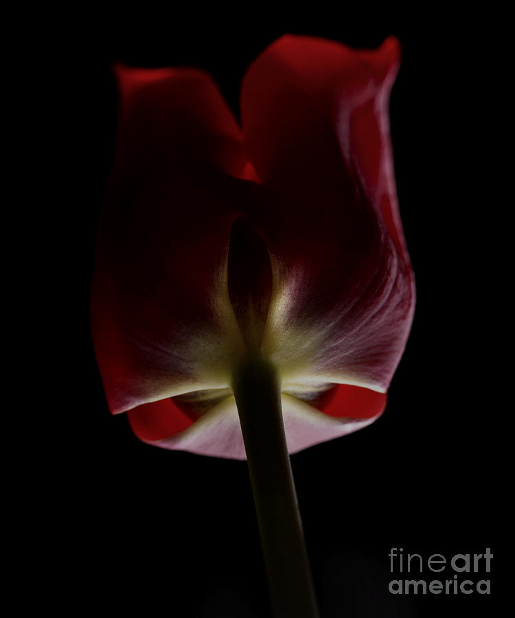 Backlit Red Tulip Photograph by Art Whitton