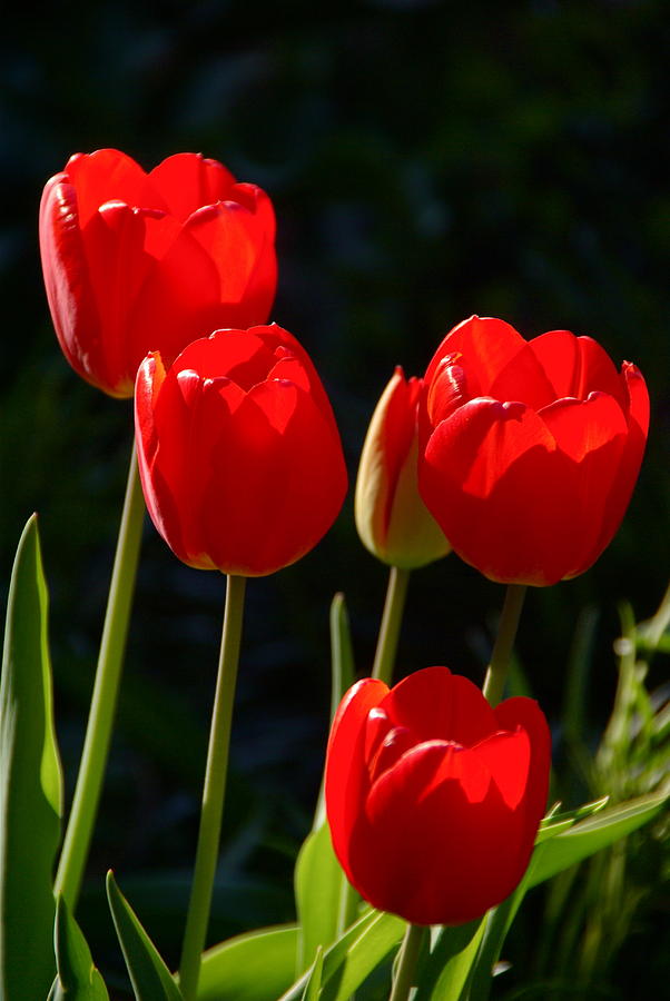 Backlit Red Tulips Photograph by Byron Varvarigos
