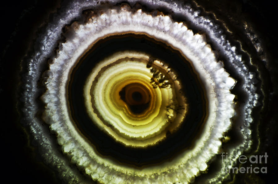 Backlit Rings of a Petrified Wood Section Photograph by Shawn OBrien