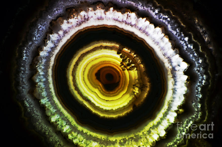 Backlit Rings of a Petrified Wood Section Vivid Digital Art Digital Art by Shawn OBrien