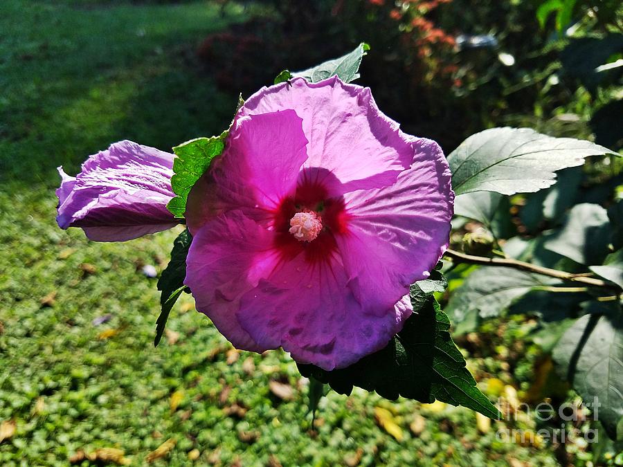 Backlit Rose of Sharon Photograph by Maria Urso