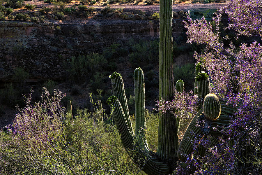 Backlit Saguaro and Ironwood in the springtime Photograph by Dave Dilli