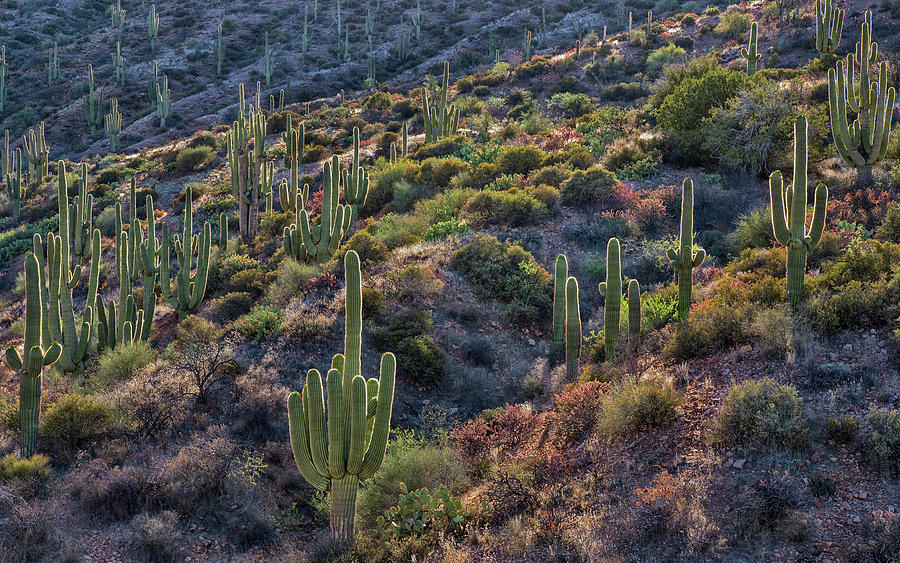 BackLit Saguaro Cactus Photograph by Dave Dilli