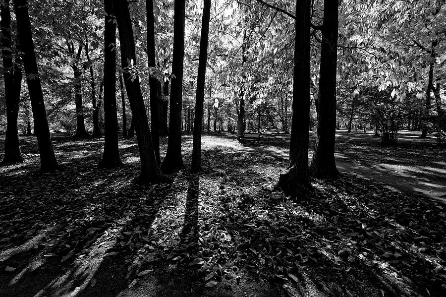 Landscape Photograph - Backlit Shadows Gellatly Park by Allan Van Gasbeck