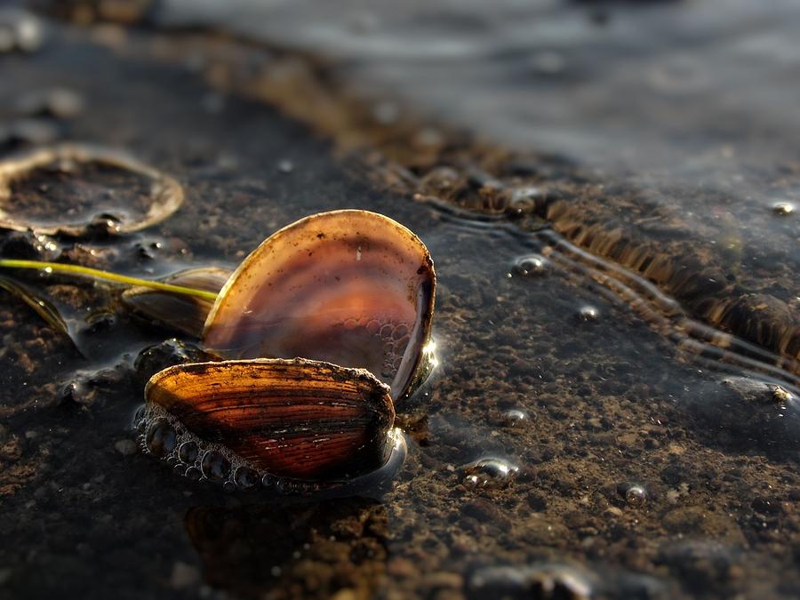 Backlit Shell Photograph by Shoeless Wonder