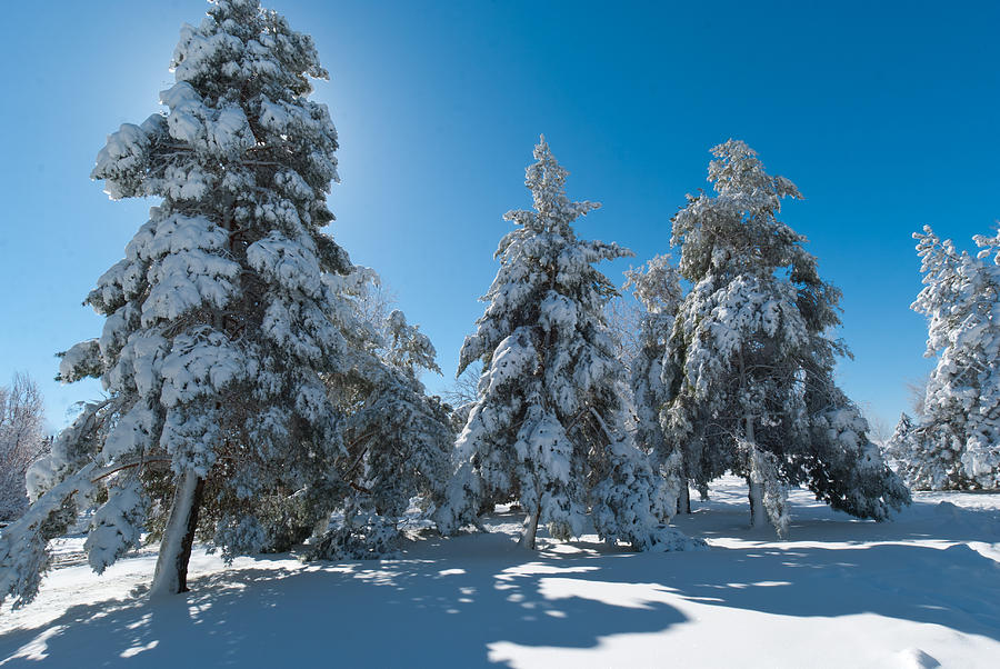 Backlit Snowy Pines Photograph by Cascade Colors
