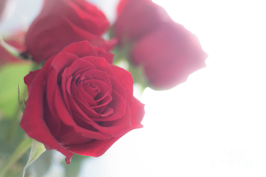 Backlit Soft Romantic Roses Photograph by Cheryl Baxter