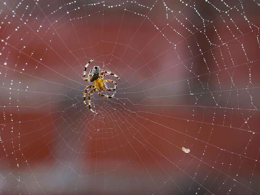 Backlit Spider  Photograph by Jean Noren