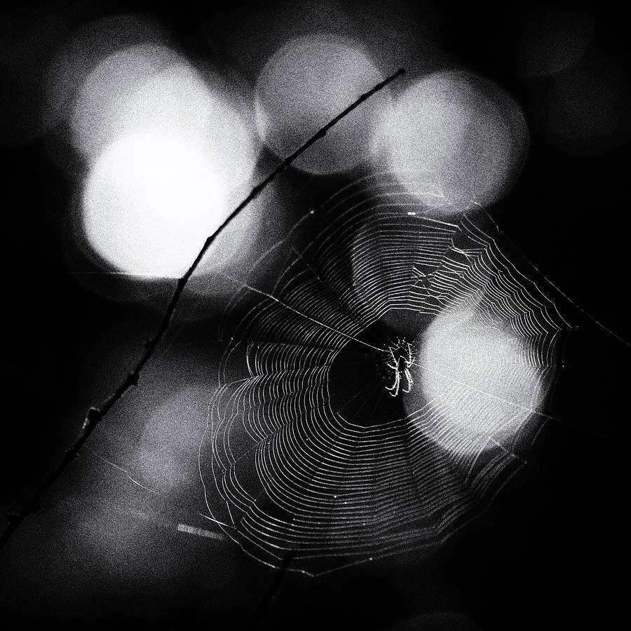Backlit Spider Photograph by Wendy Chapman