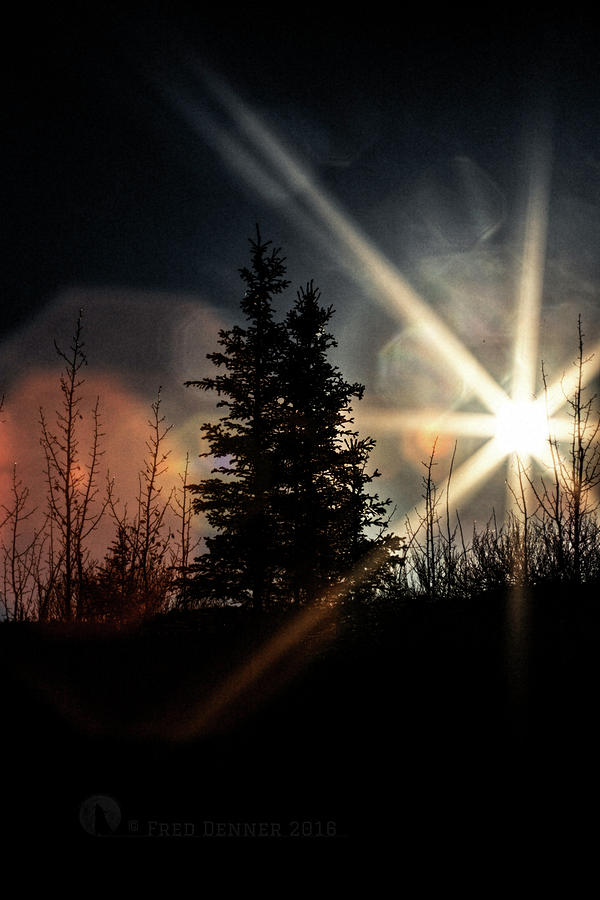Backlit Spruce Photograph by Fred Denner