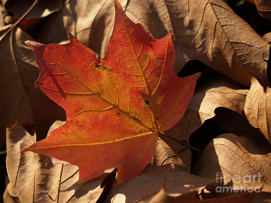 Fall Photograph - Backlit Sugar Maple Leaf in Dried Leaves by Anna Lisa Yoder