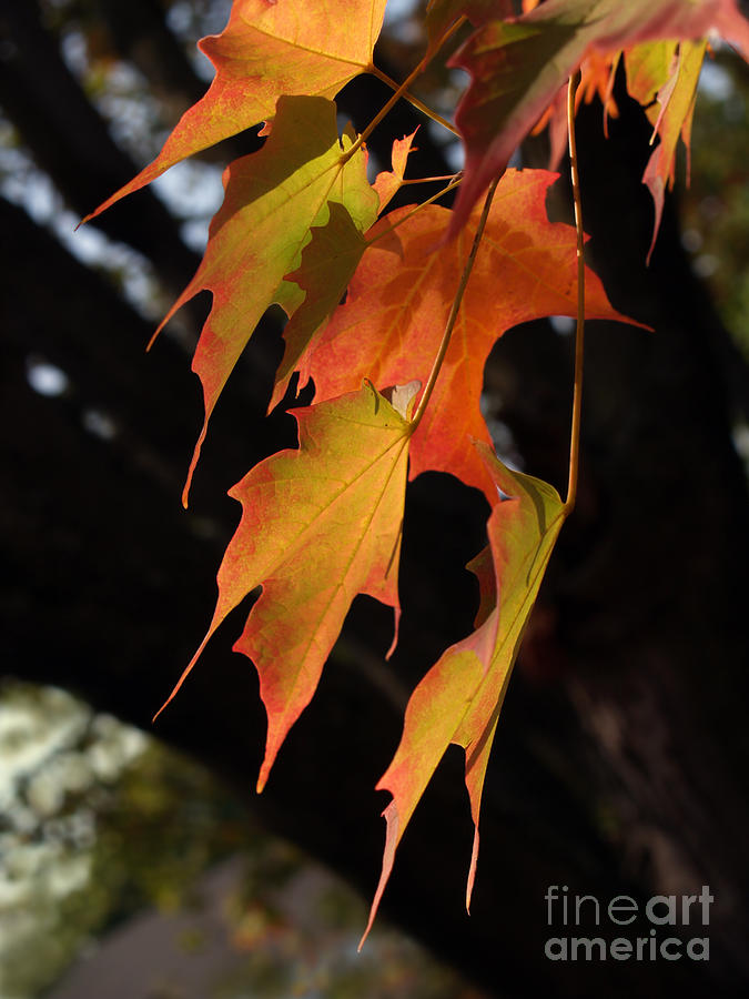 Backlit Sugar Maple Leaves with Trunk Photograph by Anna Lisa Yoder