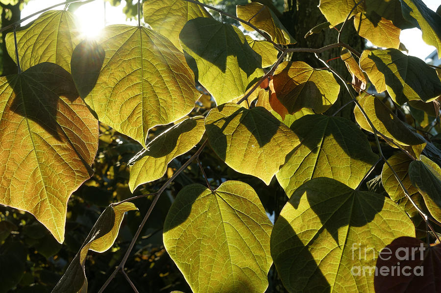 Backlit summer leaves Photograph by John  Mitchell