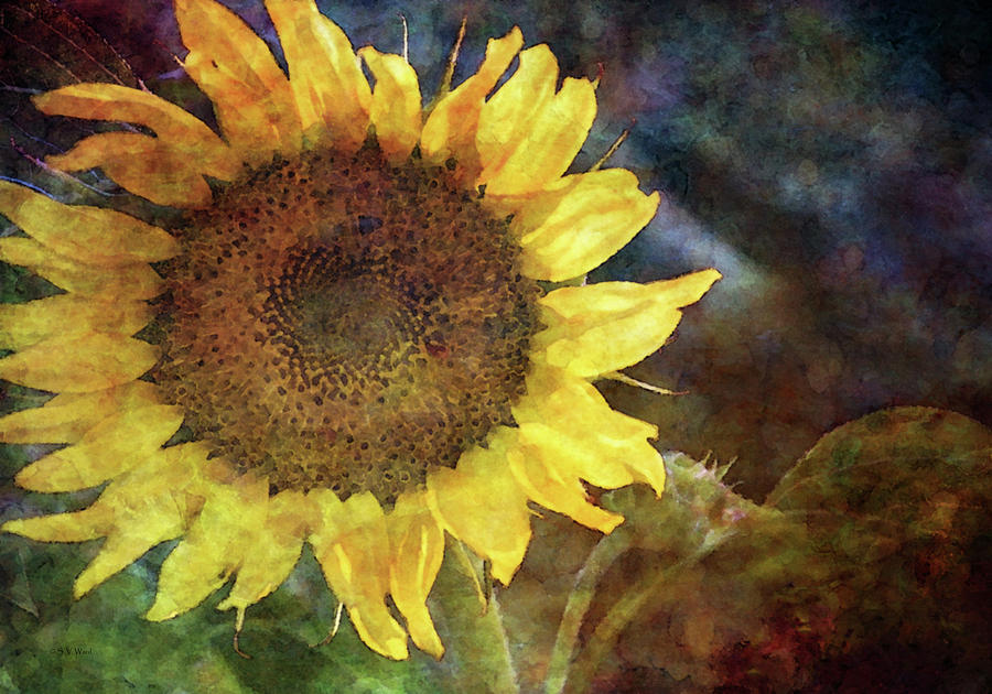 Backlit Sunflower 2269 IDP_2 Photograph by Steven Ward
