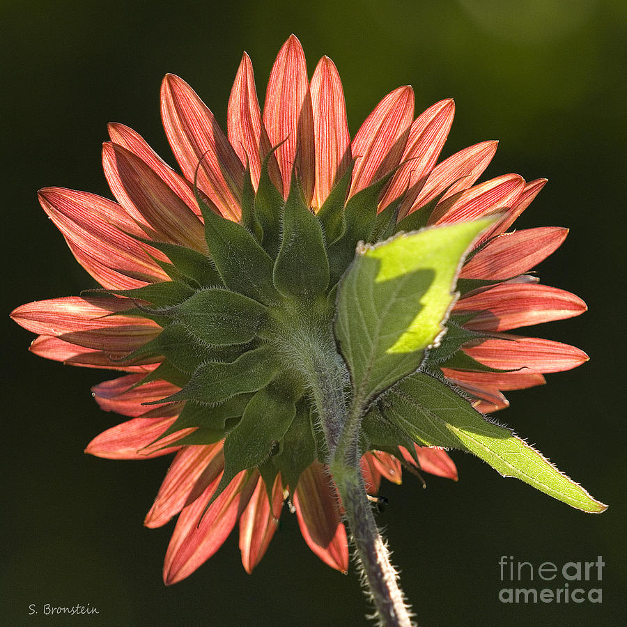 Backlit Sunflower  Photograph by Sandra Bronstein