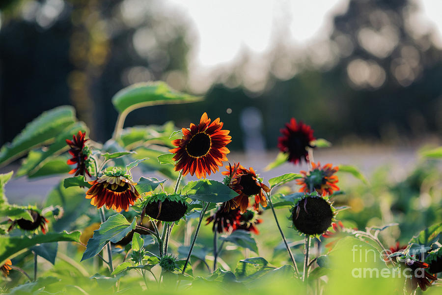 Nature Photograph - Backlit Sunflowers by Eva Lechner