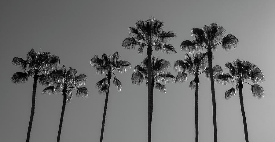 Backlit Tampa Palms Photograph by Robert Wilder Jr