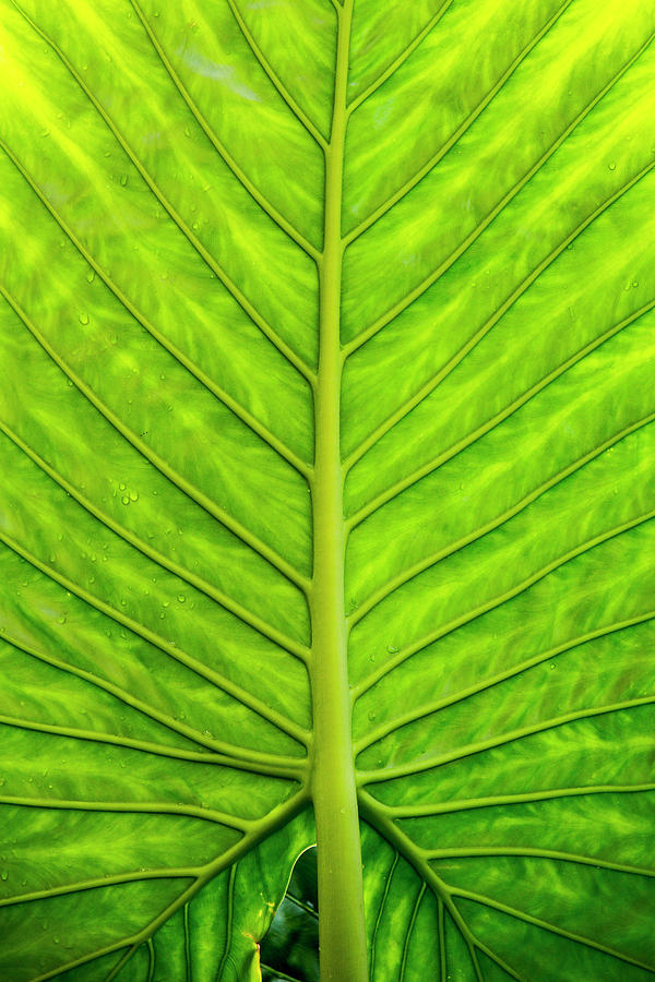 Backlit Taro Leaf Photograph by Todd Bannor