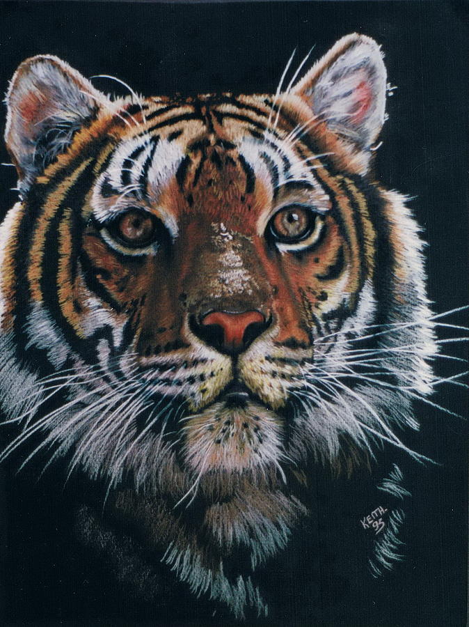Backlit Tiger Drawing by Barbara Keith
