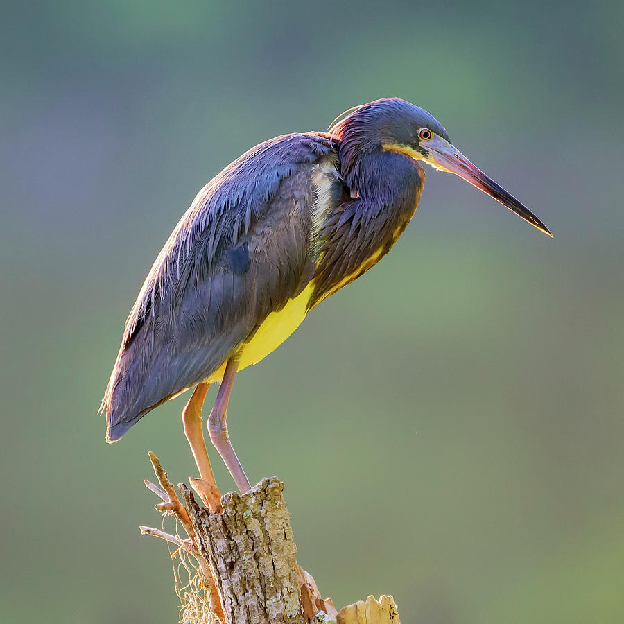 Backlit Tricolored Heron On A Stump Photograph