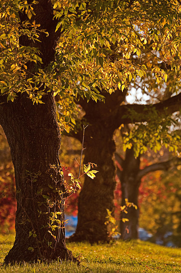 Fall Photograph - Backlit Trio by Colette Panaioti