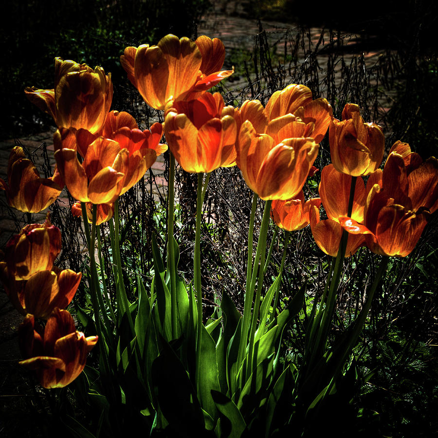 Backlit Tulips Photograph by David Patterson