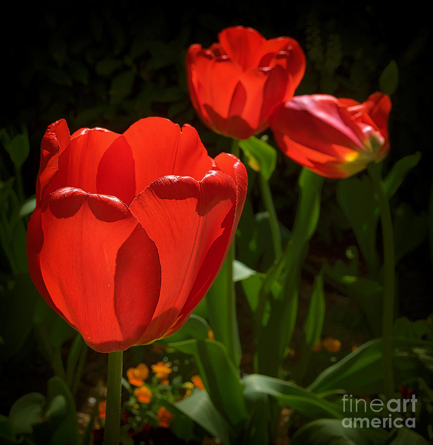 Backlit tulips Photograph by Izet Kapetanovic