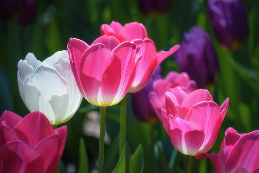 Backlit Tulips Photograph by James Barber
