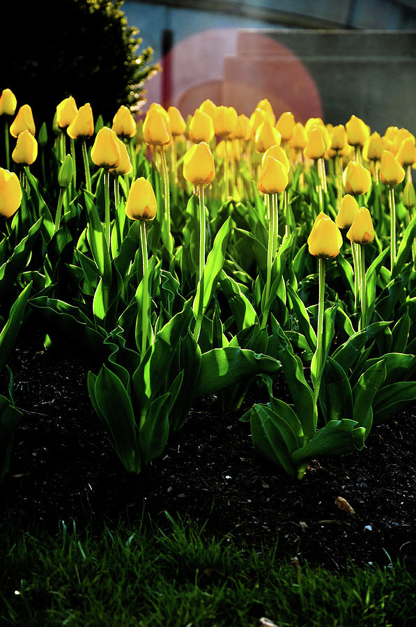 Backlit Tulips Photograph by Scott Sawyer