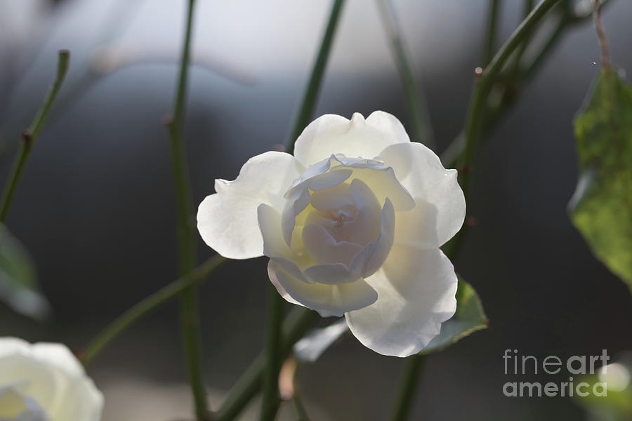 Backlit White Rose Photograph by Eva Lechner