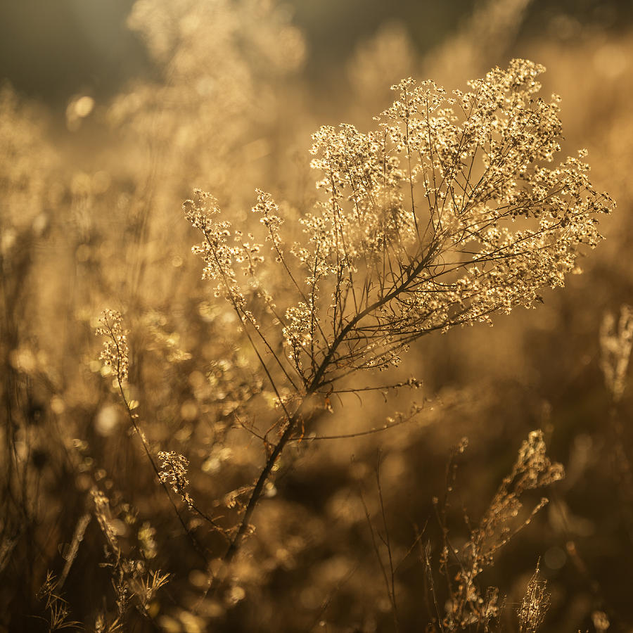 Fall Photograph - Backlit wildflower seeds in autumn by Vishwanath Bhat