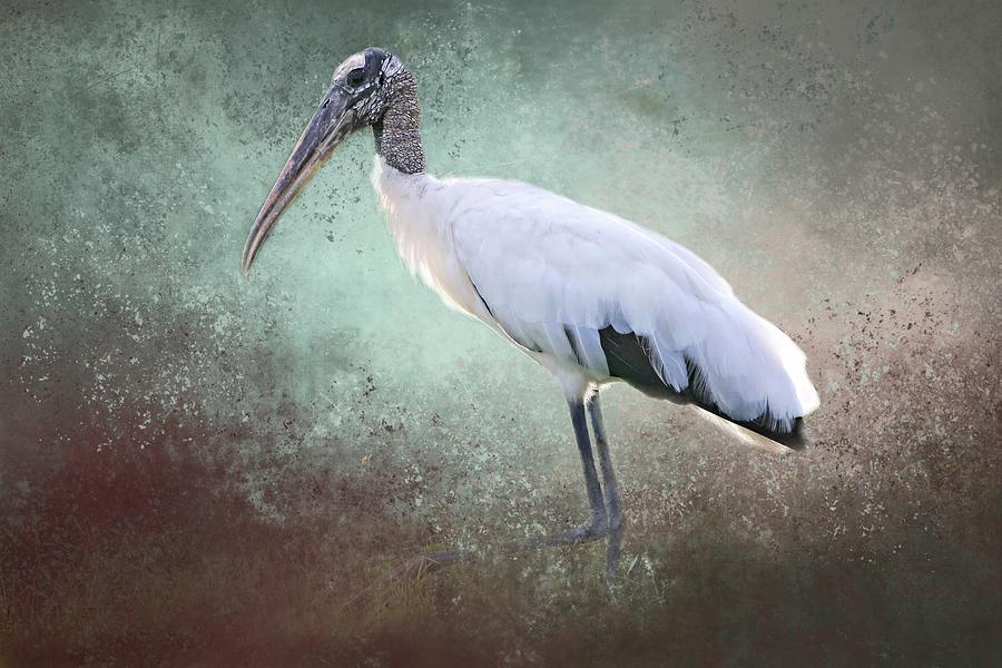 Backlit Wood Stork Photograph by Donna Kennedy