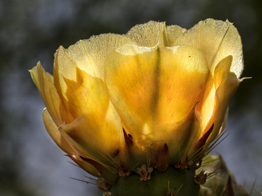 Desert Photograph - Backlit Yellow Cactus flower by Jean Noren